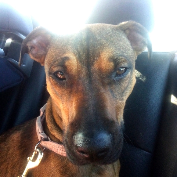 Meet your Posher, Cyanne - Picture 4 of 4